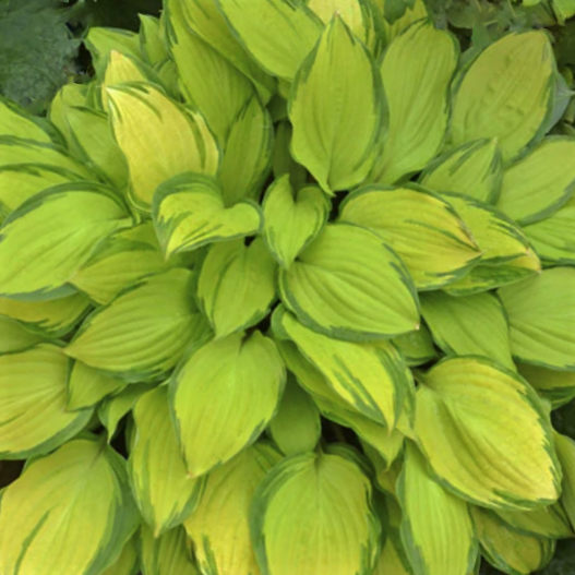 Island Breeze Plantain Lily (HOSTA ISLAND BREEZE) - 1 gallon