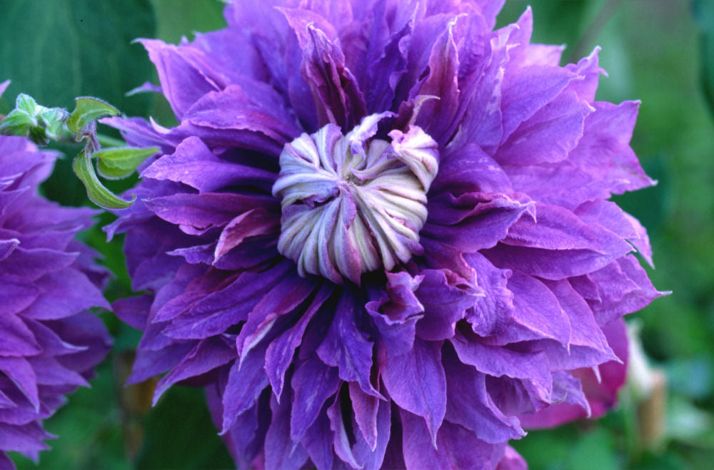 Diamantina™ Clematis (CLEMATIS DIAMANTINA) - 1 gallon