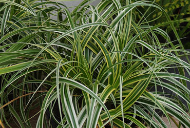 Feather Falls Sedge (GRASS - CAREX FEATHER FALLS) - 1 gallon