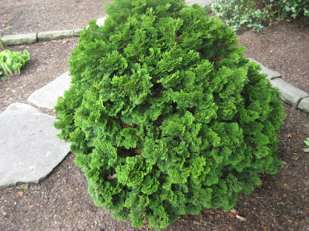 Templehof False Cypress (CHAM. OBTUSA TEMPLEHOF) - 3 gallon 12"