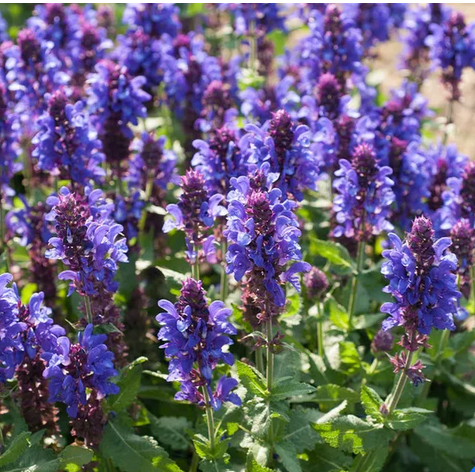 Blue Marvel Salvia (SALVIA NEMEROSA BLUE MARVEL) - 1 gallon