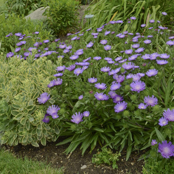 Honeysong Purple Stoke’s Aster (STOKESIA L. HONEYSONG PURPLE) - 1 gallon