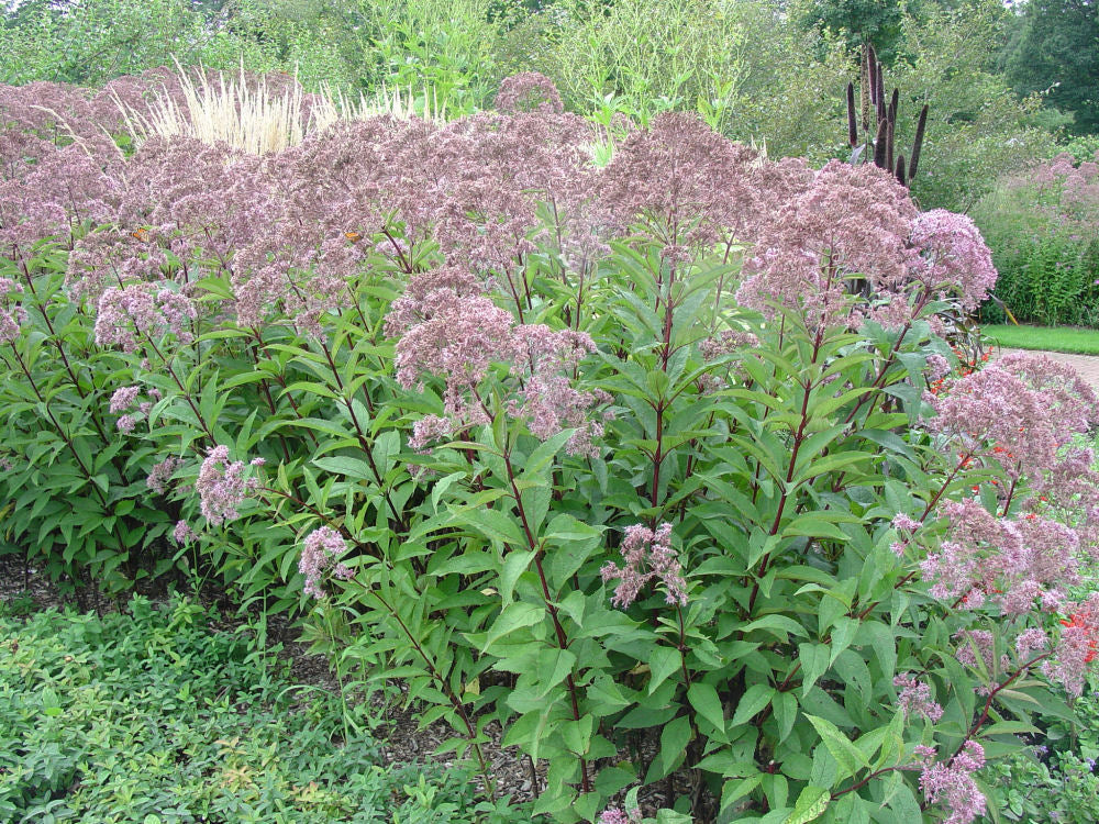 Gateway Joe-Pye Weed (EUPATORIUM M. GATEWAY) - 2 gallon