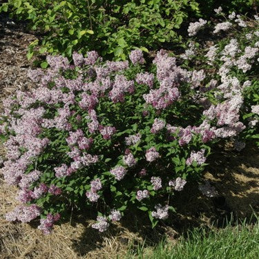 Baby Kim® Lilac (SYRINGA PATULA BABY KIM) - 2 gallon