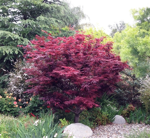 Red Leaf Japanese Maple (ACER PA. ATROPURPUREA) - 2 gallon 24-30"