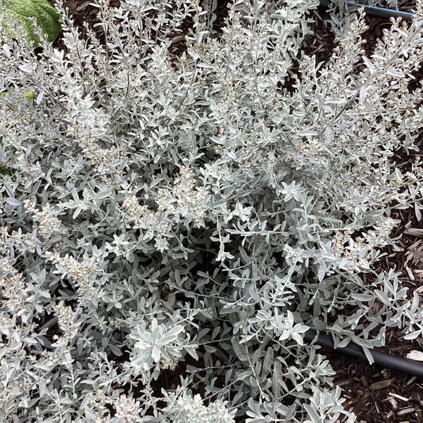 GardenGhost™ Artemesia (ARTEMISIA GARDEN GHOST) - 1 gallon