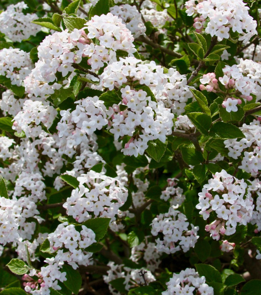 Sugar 'n Spice™ Korean Spice Bush (VIBURNUM CARLESII SELECT SUGAR N SPICE) - 3 gallon 18"