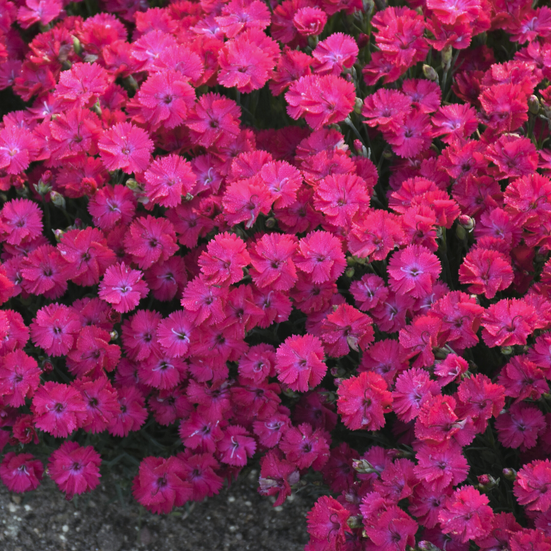 'Paint the Town Red' Pinks (DIANTHUS PAINT THE TOWN RED) - 1 gallon