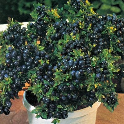 Top Hat Blueberry (VACCINIUM TOP HAT) - 1 gallon 8"
