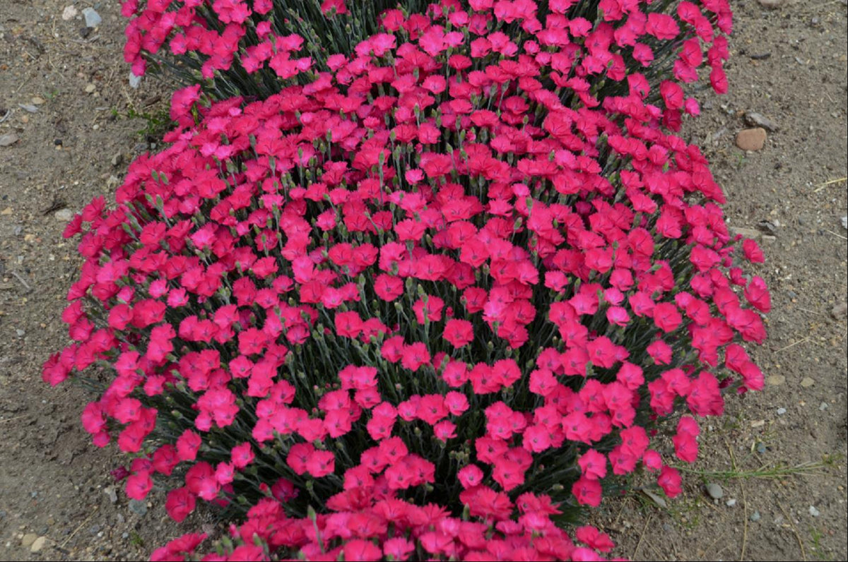 'Paint the Town Magenta' Pinks (DIANTHUS PAINT THE TOWN MAGENTA) - 1 gallon