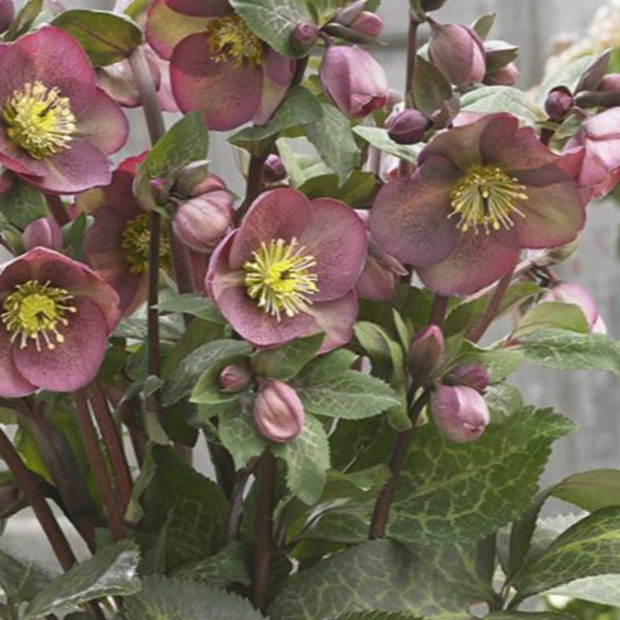 Pippa’s Purple Lenten Rose (HELLEBORUS FROSTKISS PIPPAS PURPLE) - 1 gallon