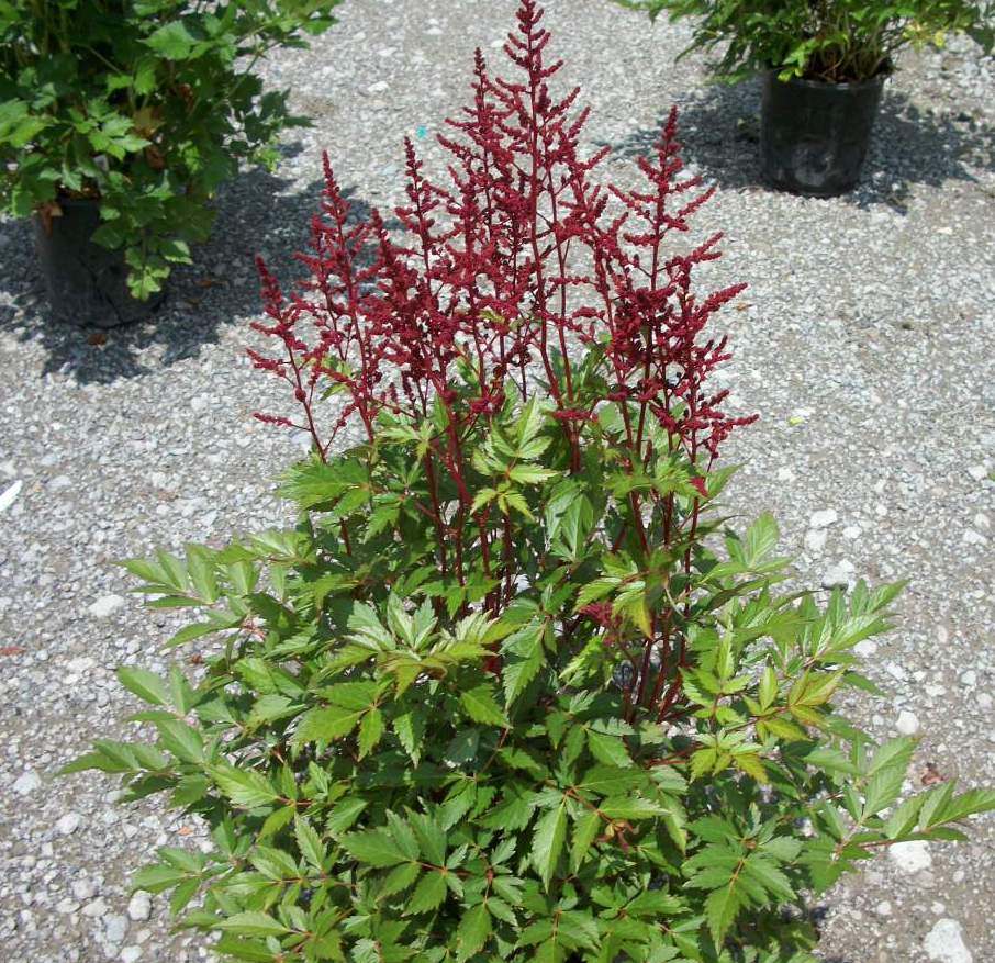 Montgomery Astilbe (ASTILBE MONTGOMERY) - 1 gallon