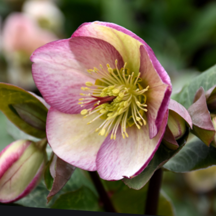 Glenda’s Gloss Lenten Rose (HELLEBORUS FROSTKISS GLENDAS GLOSS) - 1 gallon