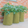 Potato/Tomato Patio Planter 3pk