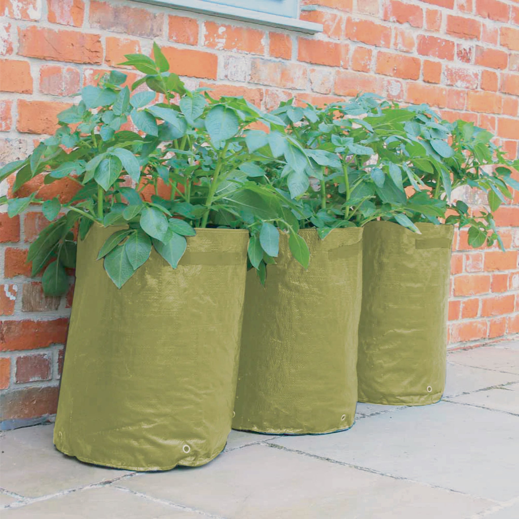 Potato/Tomato Patio Planter 3pk
