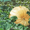 Dills Atlantic Giant Pumpkin – 5 Seeds