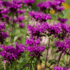 Purple Bee Balm – 50 Seeds