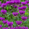 Purple Bee Balm – 50 Seeds