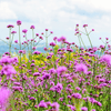 Purple Top Vervain – 100 Seeds