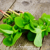 Purslane – 100 Seeds