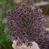 Chocolate Lace Queen Anne's Lace – 100 Seeds