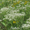 Wild Quinine – 50 Seeds