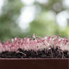 Red Garnet Amaranth – 250 Seeds