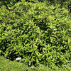 Carolina Azalea Rhododendron – 100 Seeds