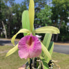 Brassocattleya Felicia