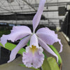 Cattleya Milo (1910) f. coerulea
