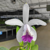 Cattleya intermedia f. coerulea 'Gigi'