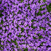 Purple Rockcress – 250 Seeds