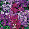 Royal Rockcress Mix – 100 Seeds