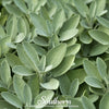 Broadleaf Sage – 50 Seeds