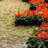 Scarlet Sage – 100 Seeds
