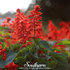 Scarlet Sage – 100 Seeds