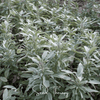White Sage – 50 Seeds