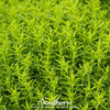 Winter Savory – 100 Seeds