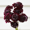 Black Knight Scabiosa – 30 Seeds