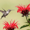 Scarlet Bee Balm – 20 Seeds