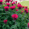 Scarlet Bee Balm – 20 Seeds