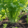 Celery Grow Kit | Seeds In A Cup®