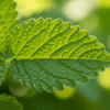 Lemon Balm Grow Kit | Seeds In A Cup®