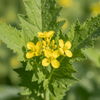 Mustard Greens Grow Kit | Seeds In A Cup®