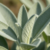 Sage Grow Kit | Seeds In A Cup®