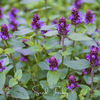 Self Heal (Heal All, All Heal) – 50 Seeds