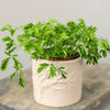 Sensitive Plant Mimosa – 50 Seeds – Responds When Touched