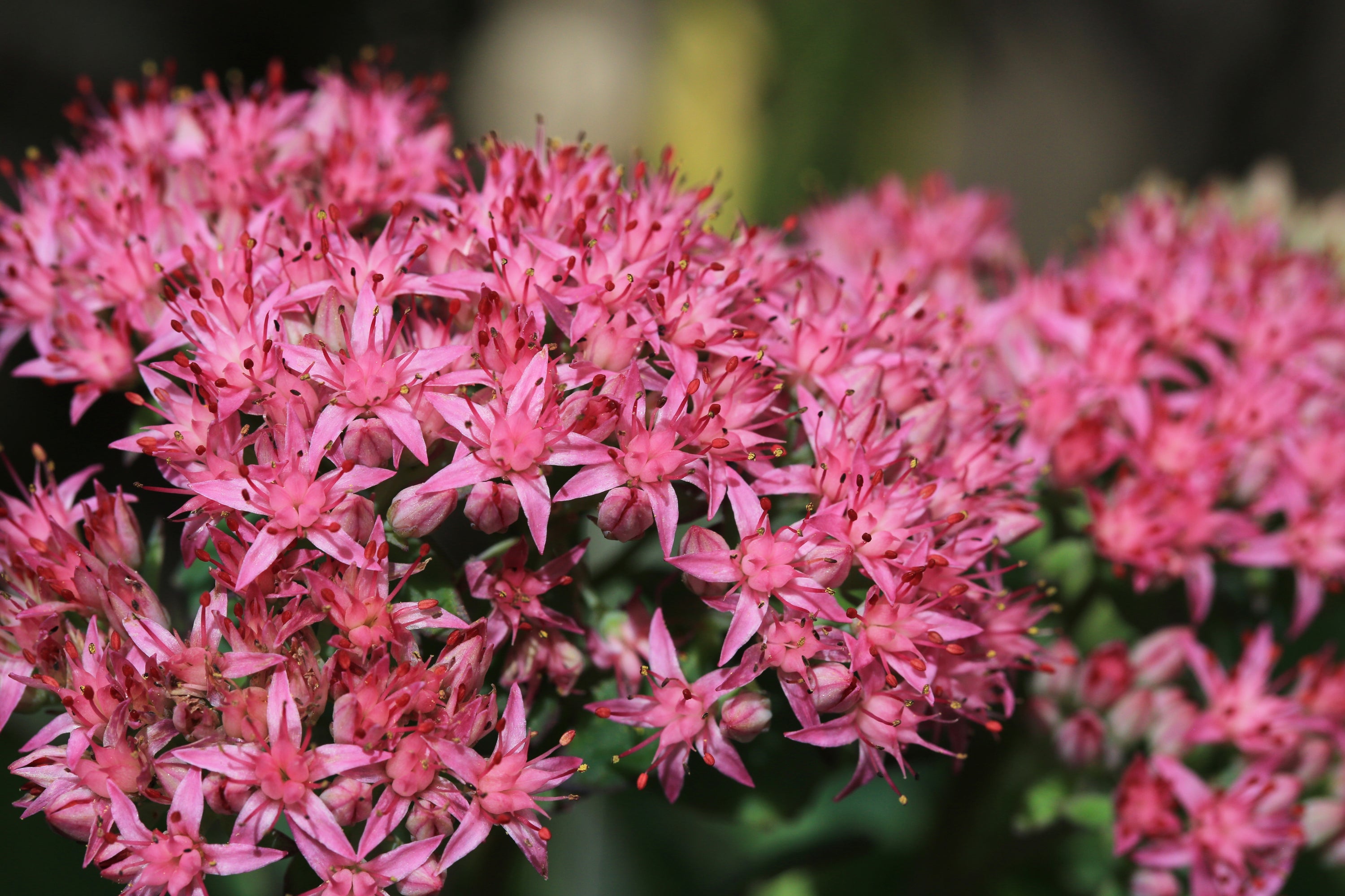 Perennial Plants | Daylilies, Coneflowers, Lavender & Garden Favorites ...