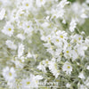 Snow in Summer Chickweed – 100 Seeds