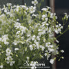 Soapwort – 100 Seeds